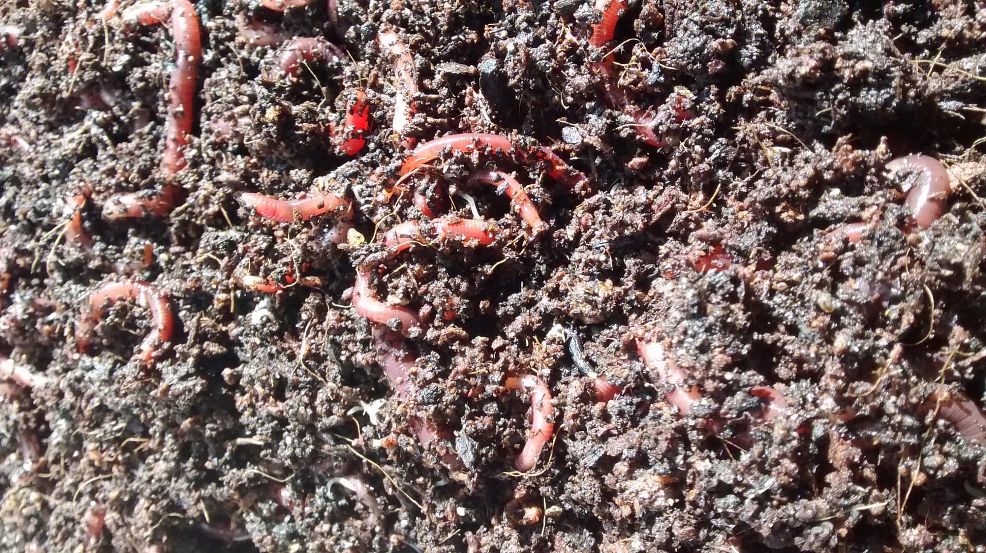 Minhocas compostoras