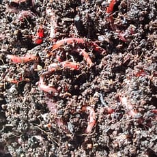 Minhocas compostoras
